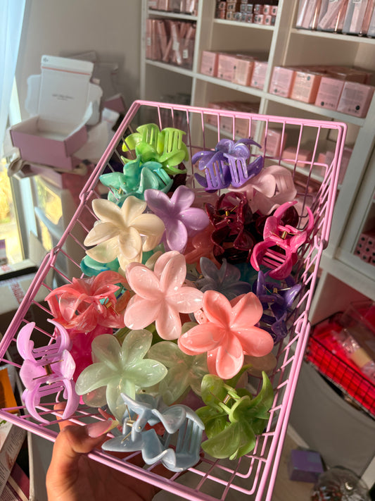 Standard Hibiscus Mixed (want a specific colour pop it in notes)